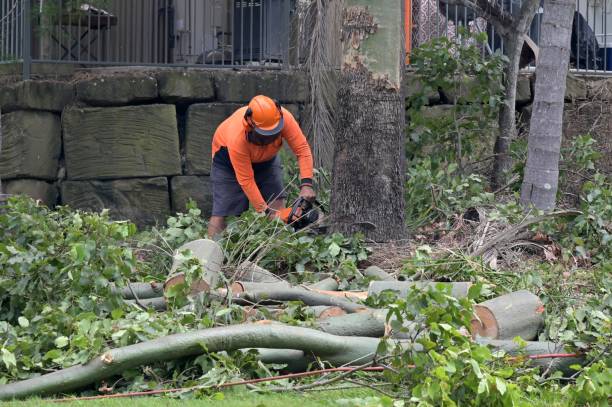 The Steps Involved in Our Tree Care Process in Winfield, AL